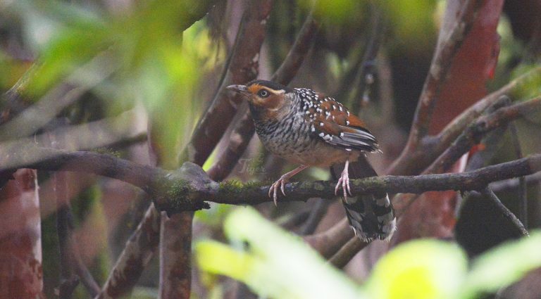 Spotted Laughingthrush