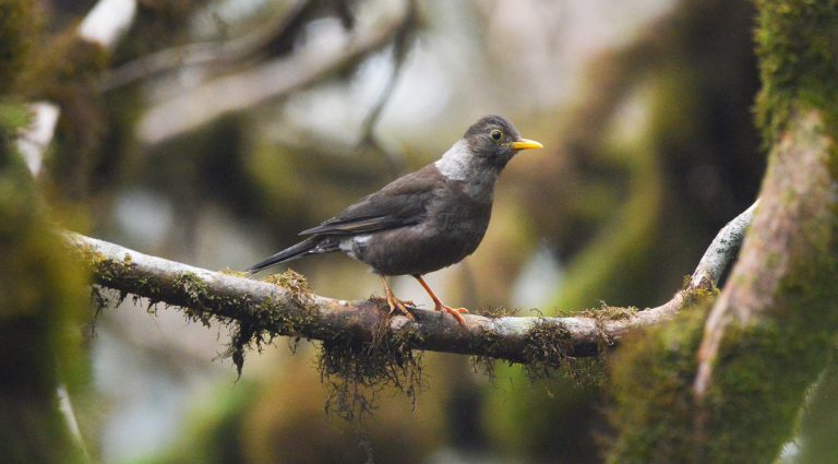 White Collared Blackbird
