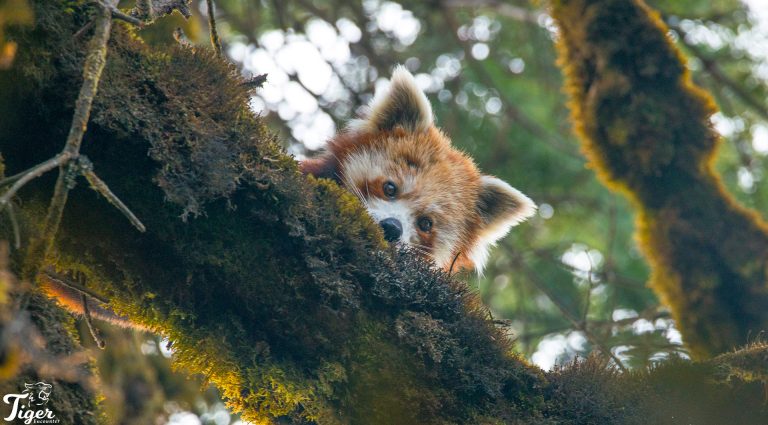 red panda in Nepal