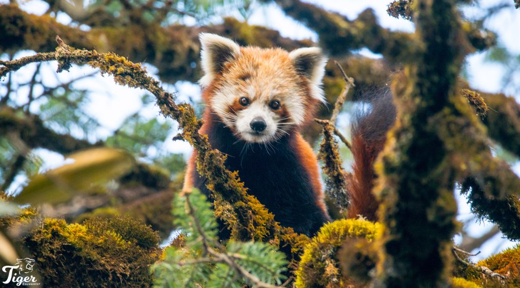red panda sightings Nepal