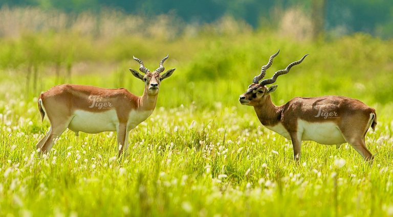 Black Buck in Bardia