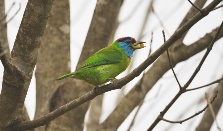 Blue throated Barbet