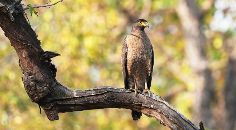 Crested serpent eagle
