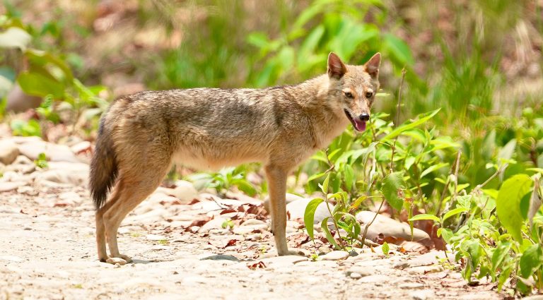 Golden Jackal in Bardia Nepal
