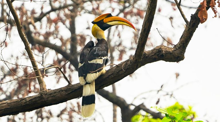 Great hornbill in Bardia