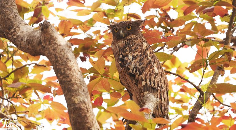 Great horned owl in Bardia