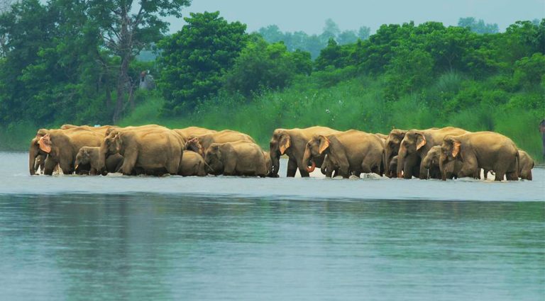 Herds of Elephants in Nepal
