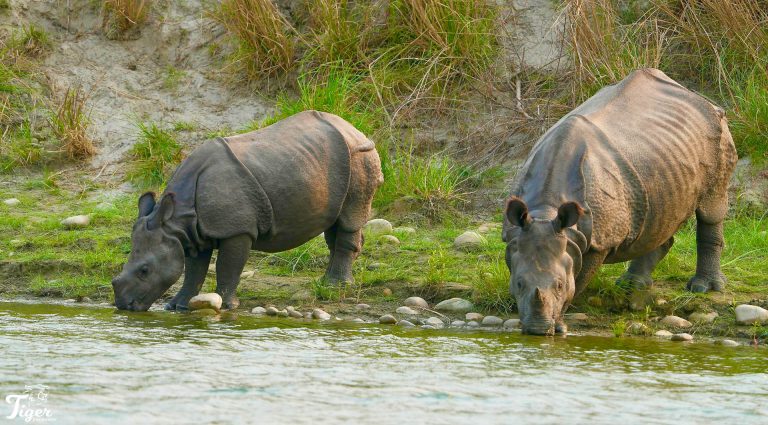 One horned Rhinoceros in Nepal