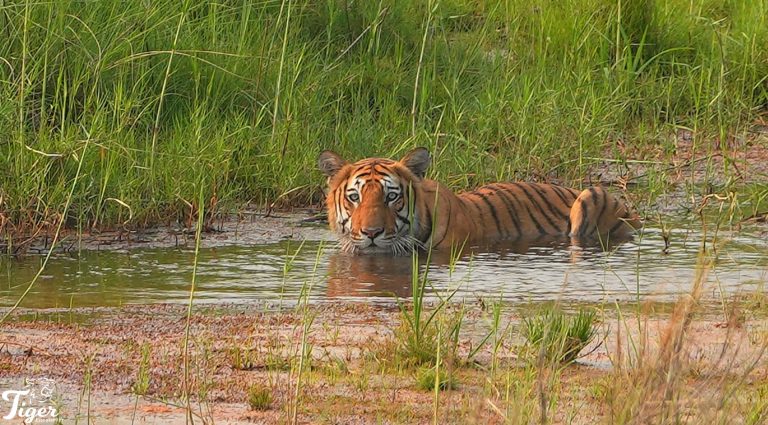Tiger cooling down at waterholes in Bardia