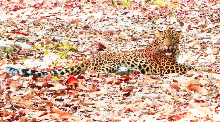 leopard in nepal