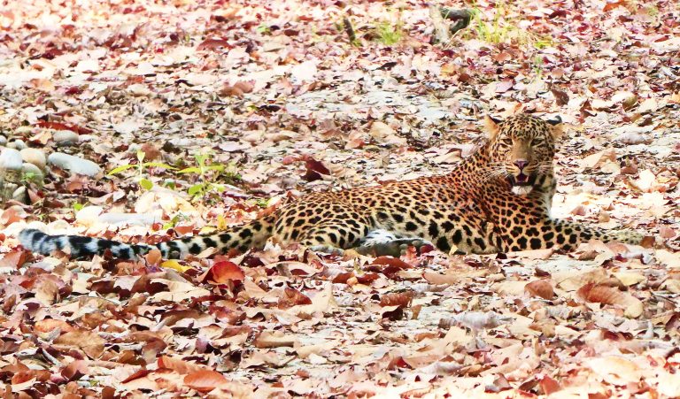 leopard in nepal bardia