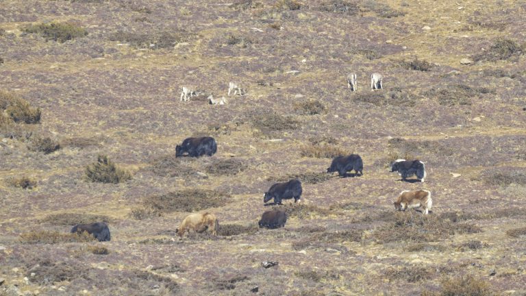 Blue Sheeps and Yaks Grazing