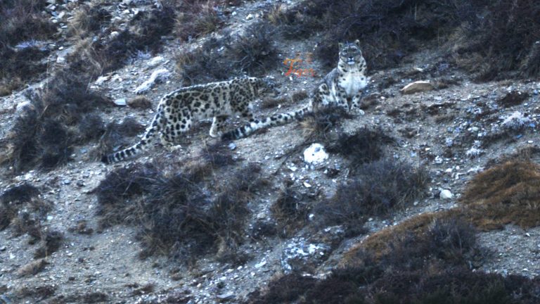 Luxury Snow Leopard Tracking Tour in Nepal
