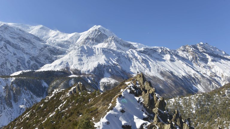 Scanning snow leopard from the ridge
