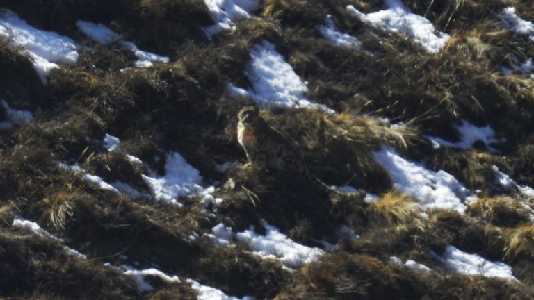 snow leopard Manang Nepal