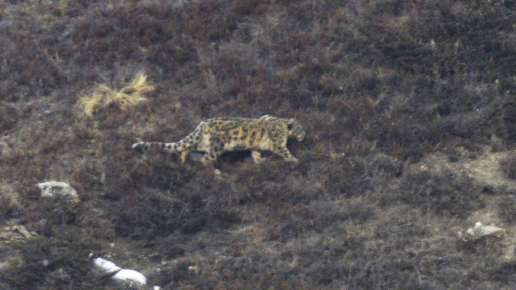 snow leopard expedition Nepal