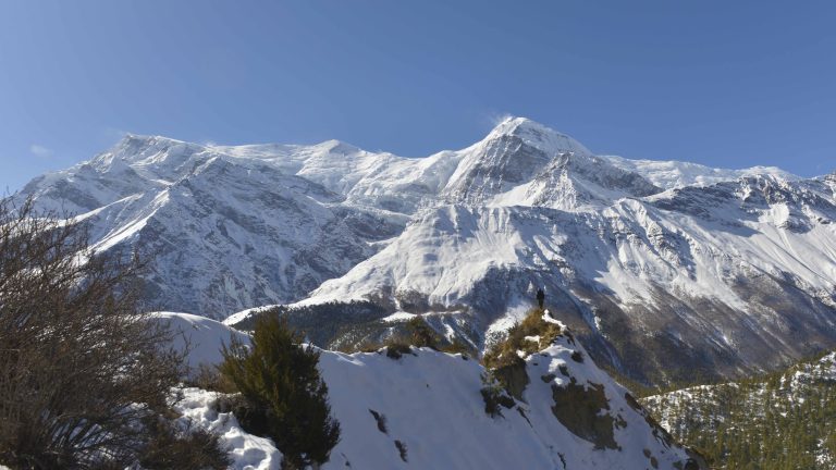 snow leopard searching