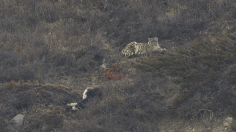 snow leopard tracking Nepal