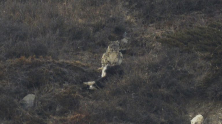 snow leopard with its yak kill