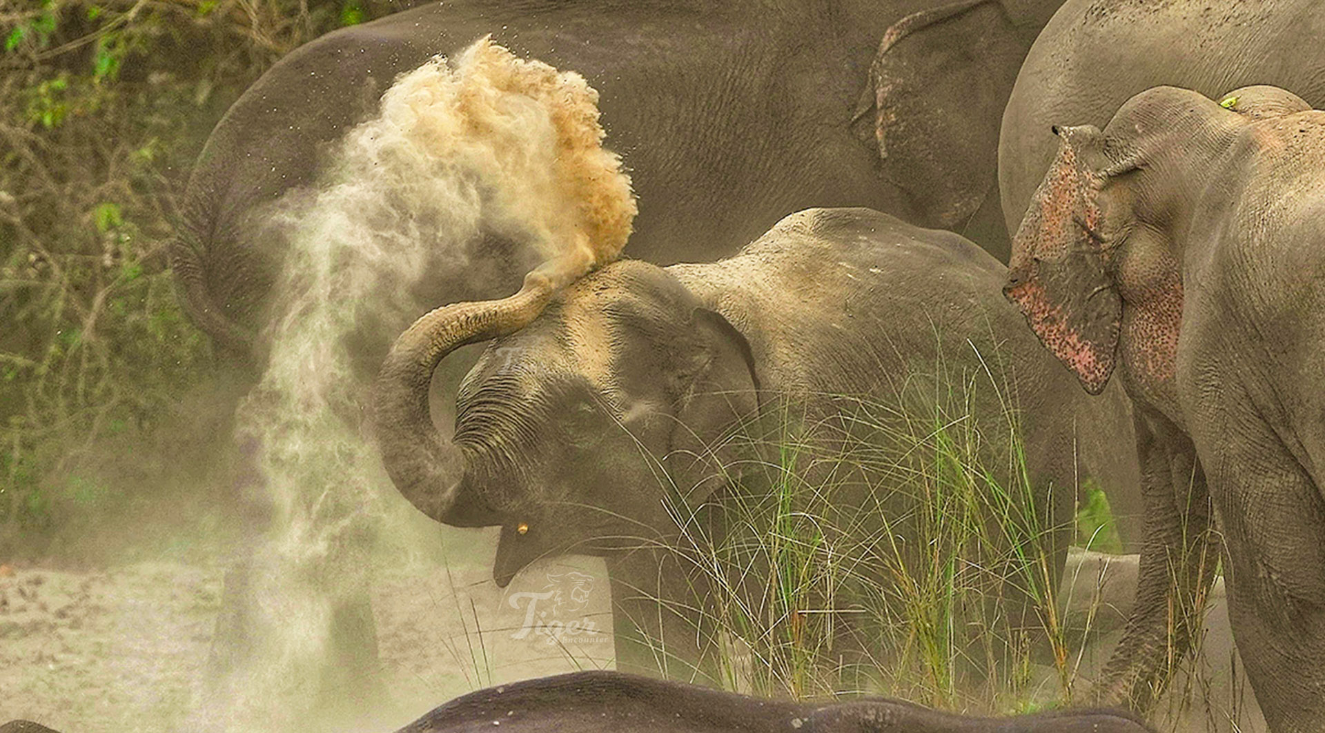 Asian Elephant in Bardia Nepal
