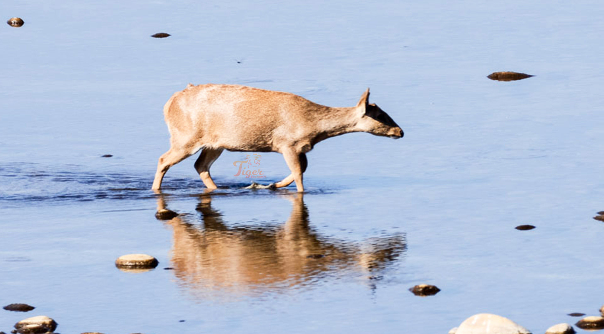 Barking Deer in Nepal
