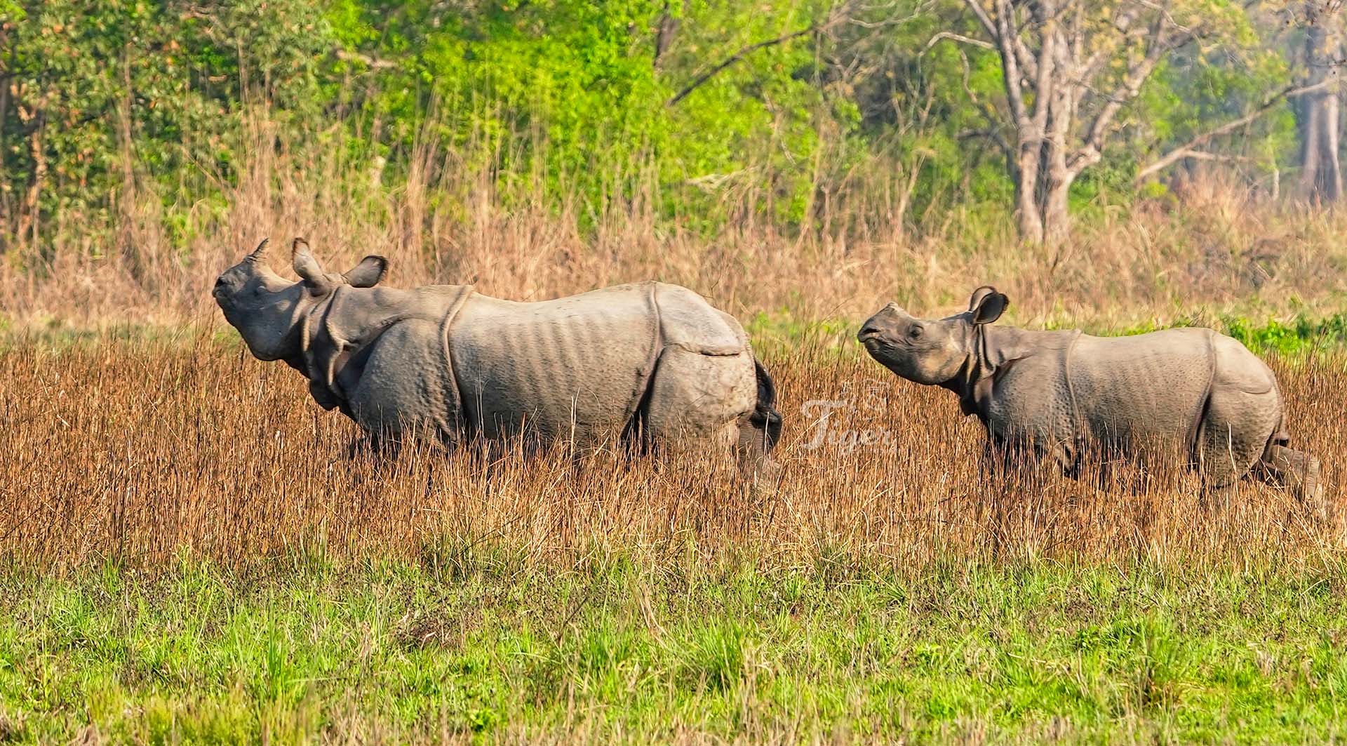 Greater One- horned Rhinos in Nepal