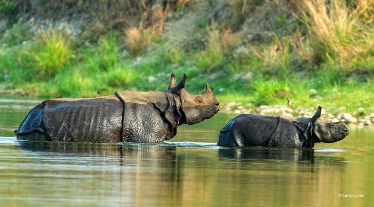 One Horned Rhino Banner Photo