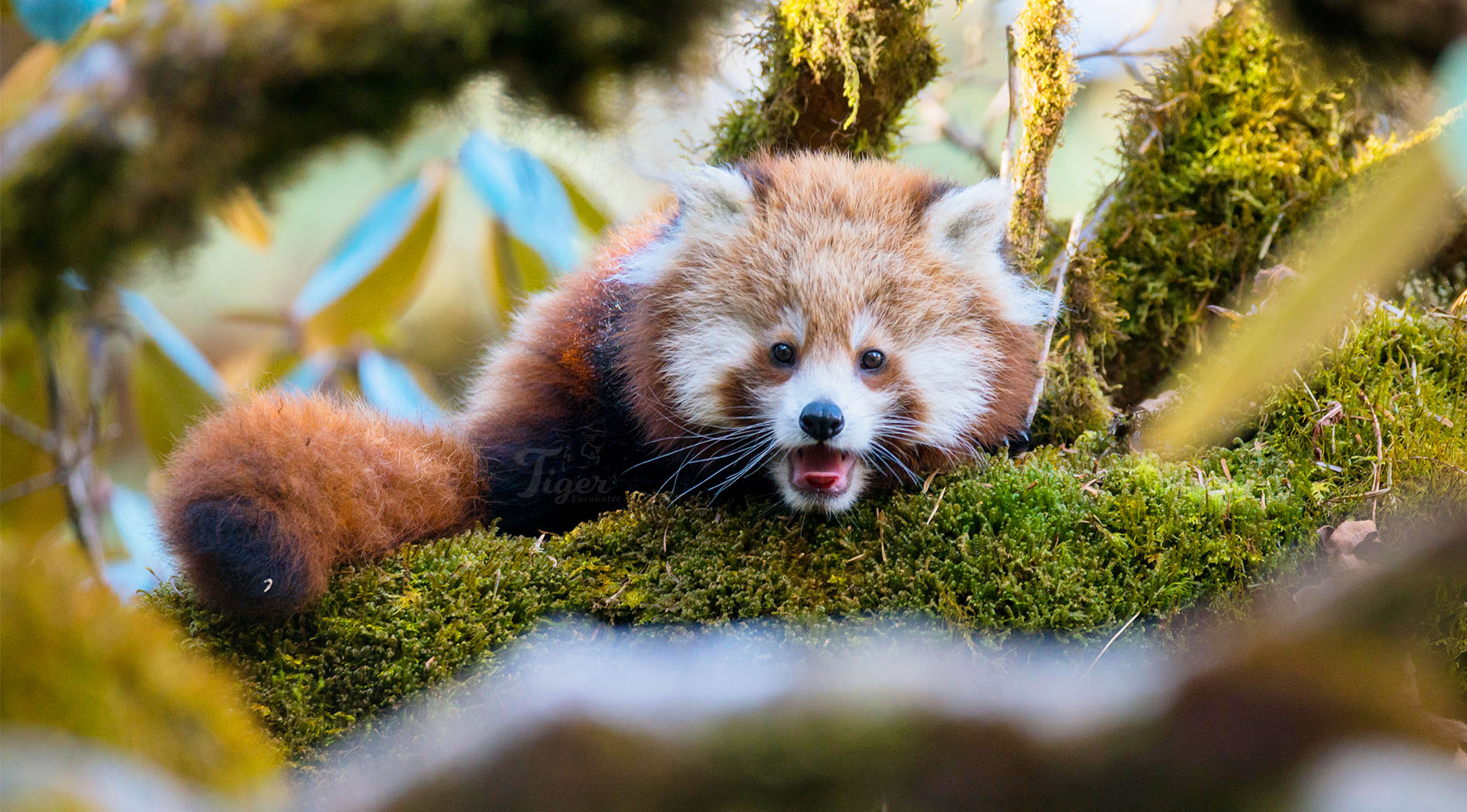 Red Panda Tracking in Nepal