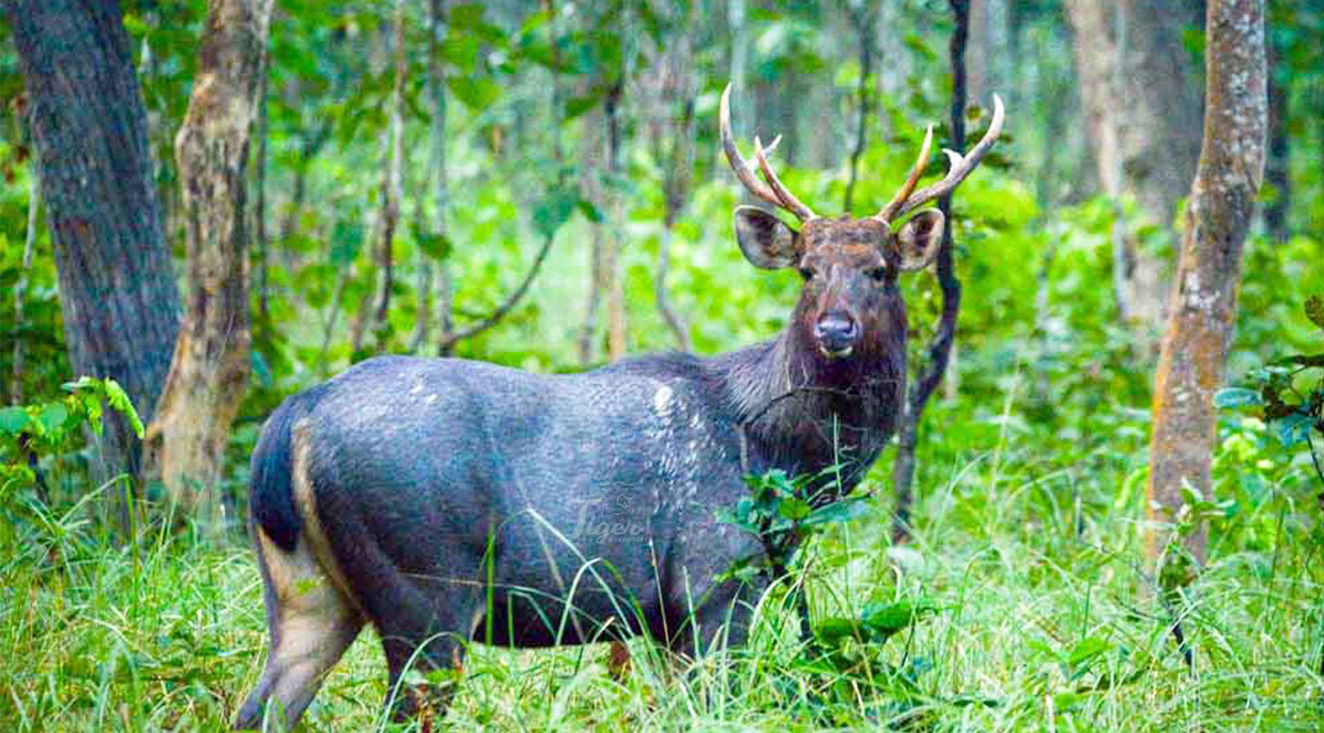 Sambar Deer in Nepal