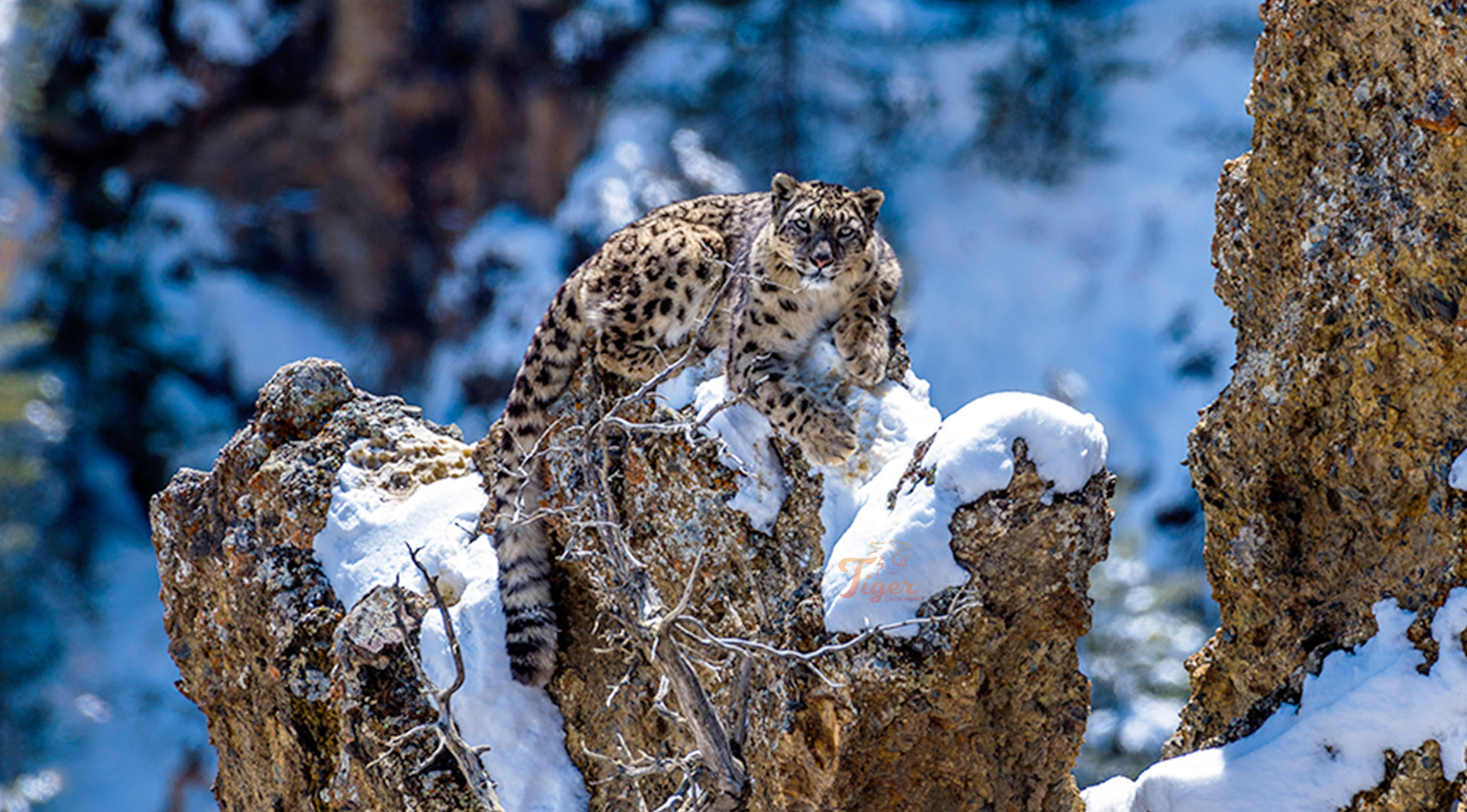 Snow Leopard Tracking in Nepal