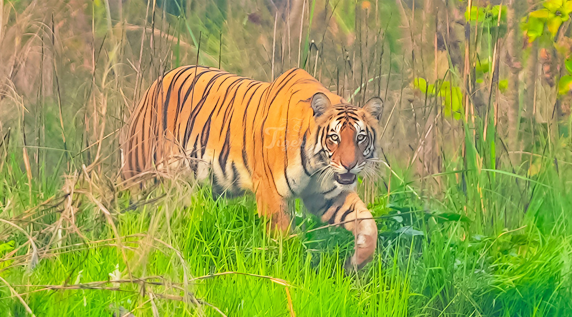 Tiger Tracking in Bardia Nepal