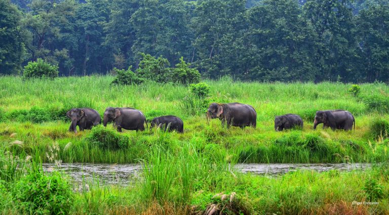 Wild Elephant Banner Photo
