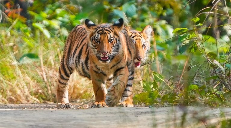 429 Wild Tigers in Nepal: A Major Milestone for Tiger Conservation