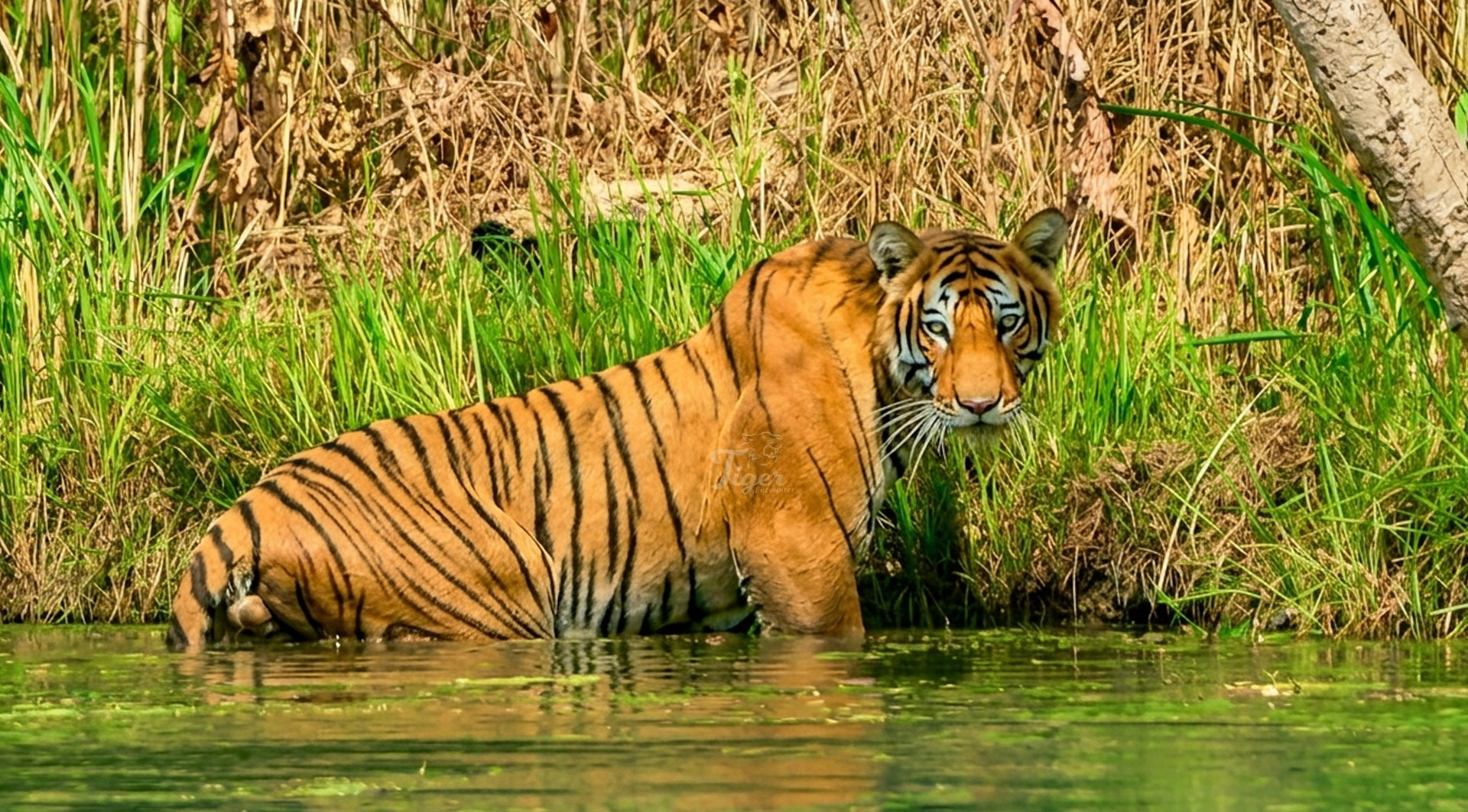 Nepal Tiger Population Rises to 429