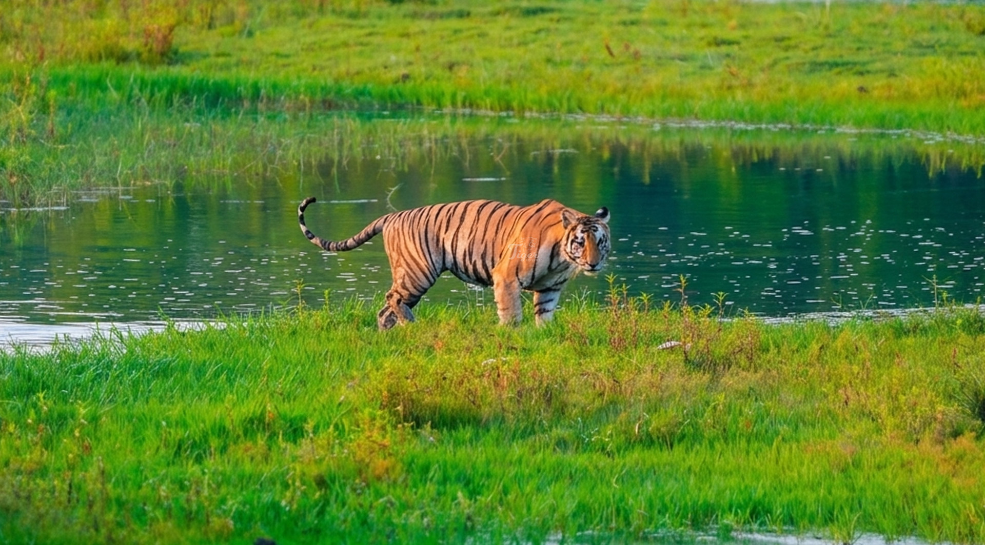Tiger Population in Nepal Rises to 429