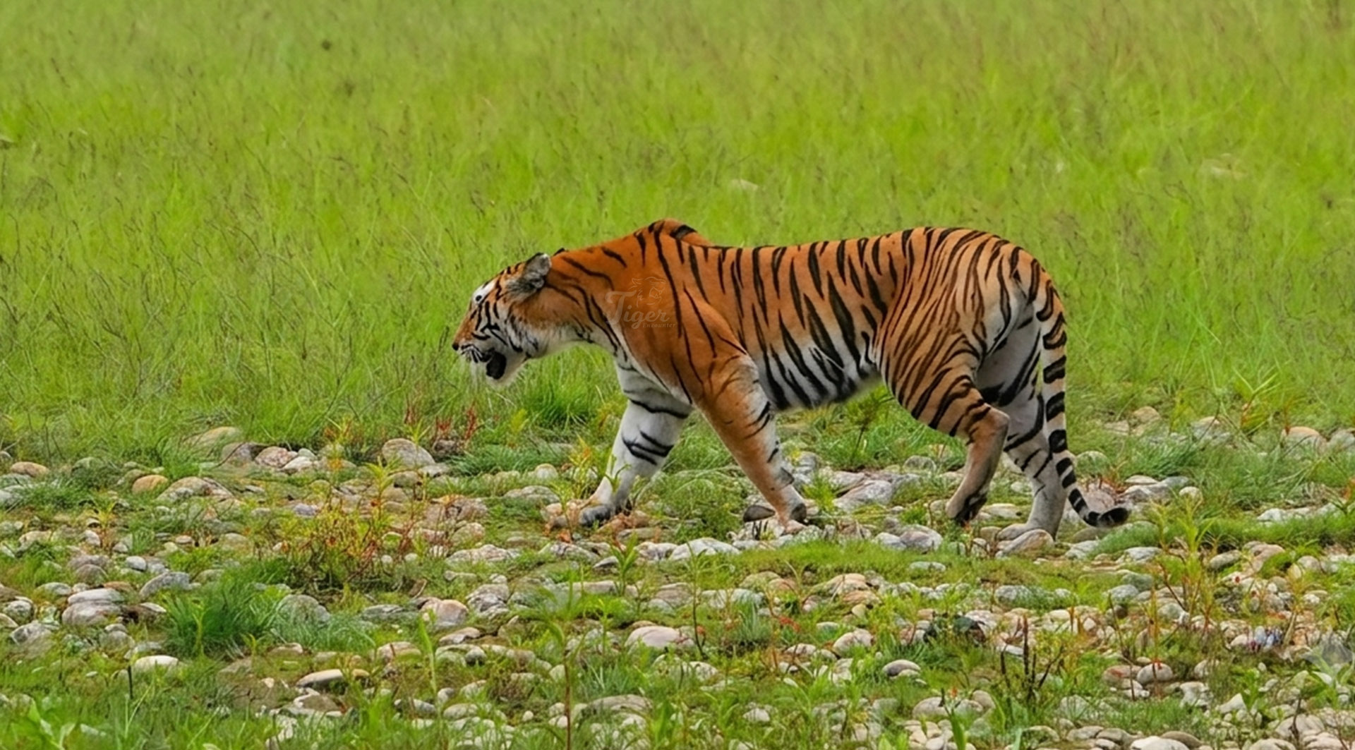 Tiger Population in Nepal