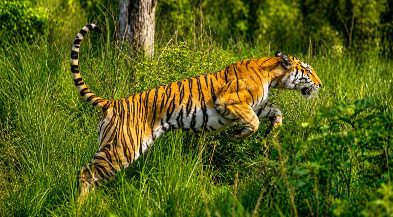 Tiger Encounter: A Top Wildlife Tour Operator in Nepal