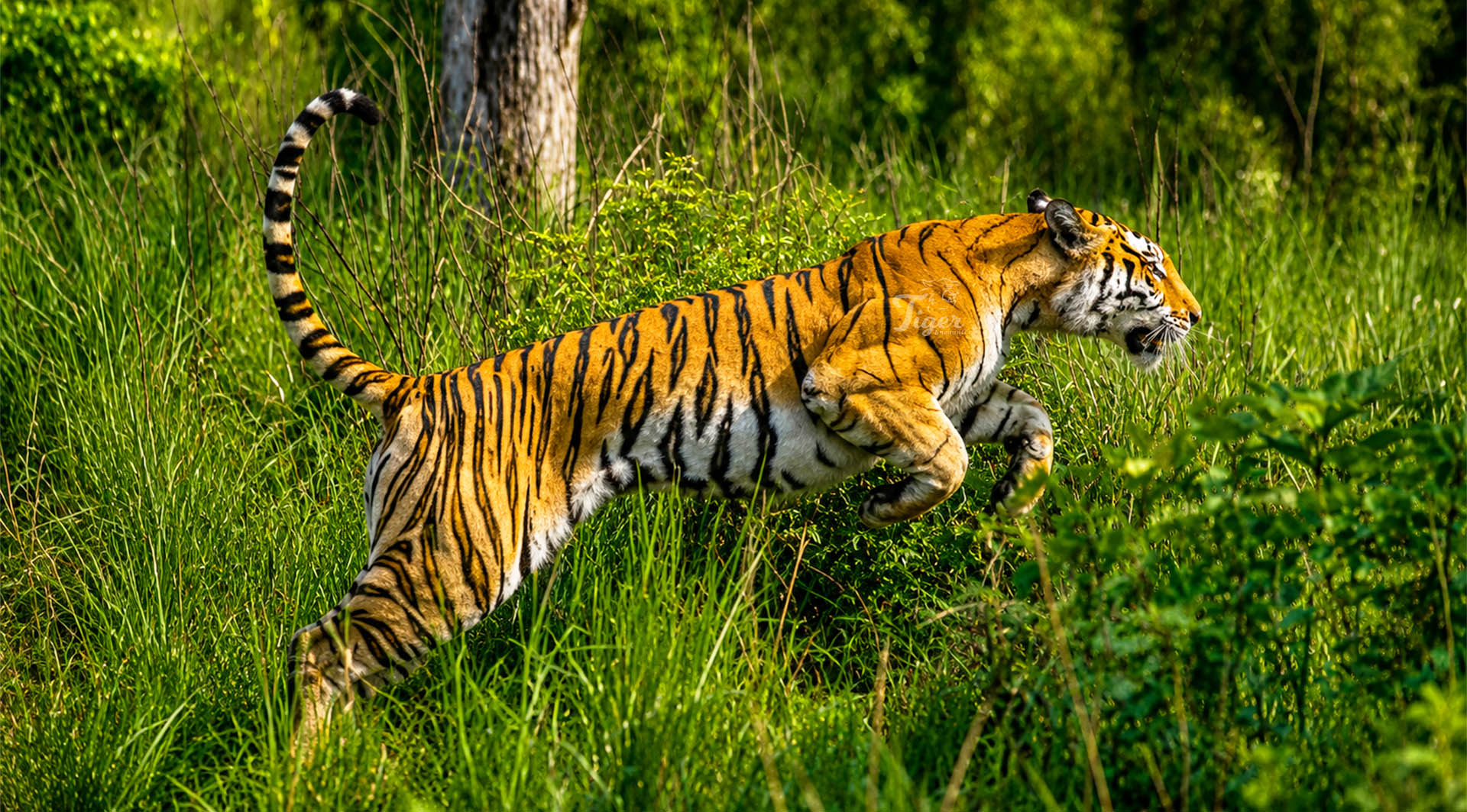 A Top Wildlife Tour Operator in Nepal