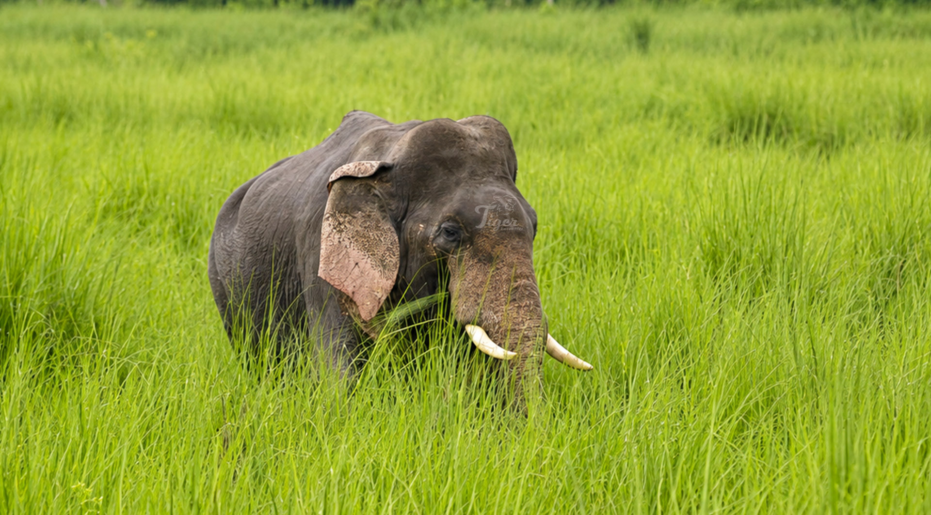 Asian Elephant in Bardia Nepal