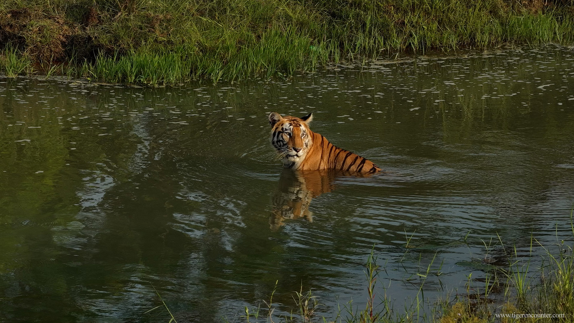 Bardia National Park Tiger Safari