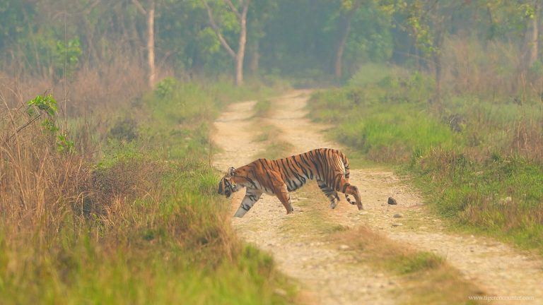 Bengal Tiger in Bardia National Park
