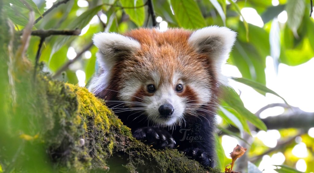Best Place to Spot Red Panda in Nepal