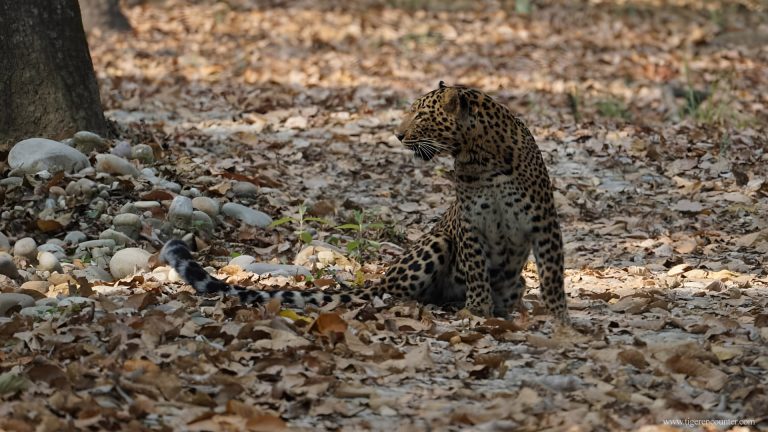 Common Leopard in Bardia