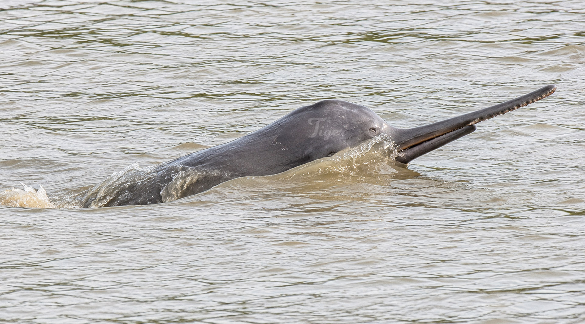 Gangetic Dolphin in Karnali River