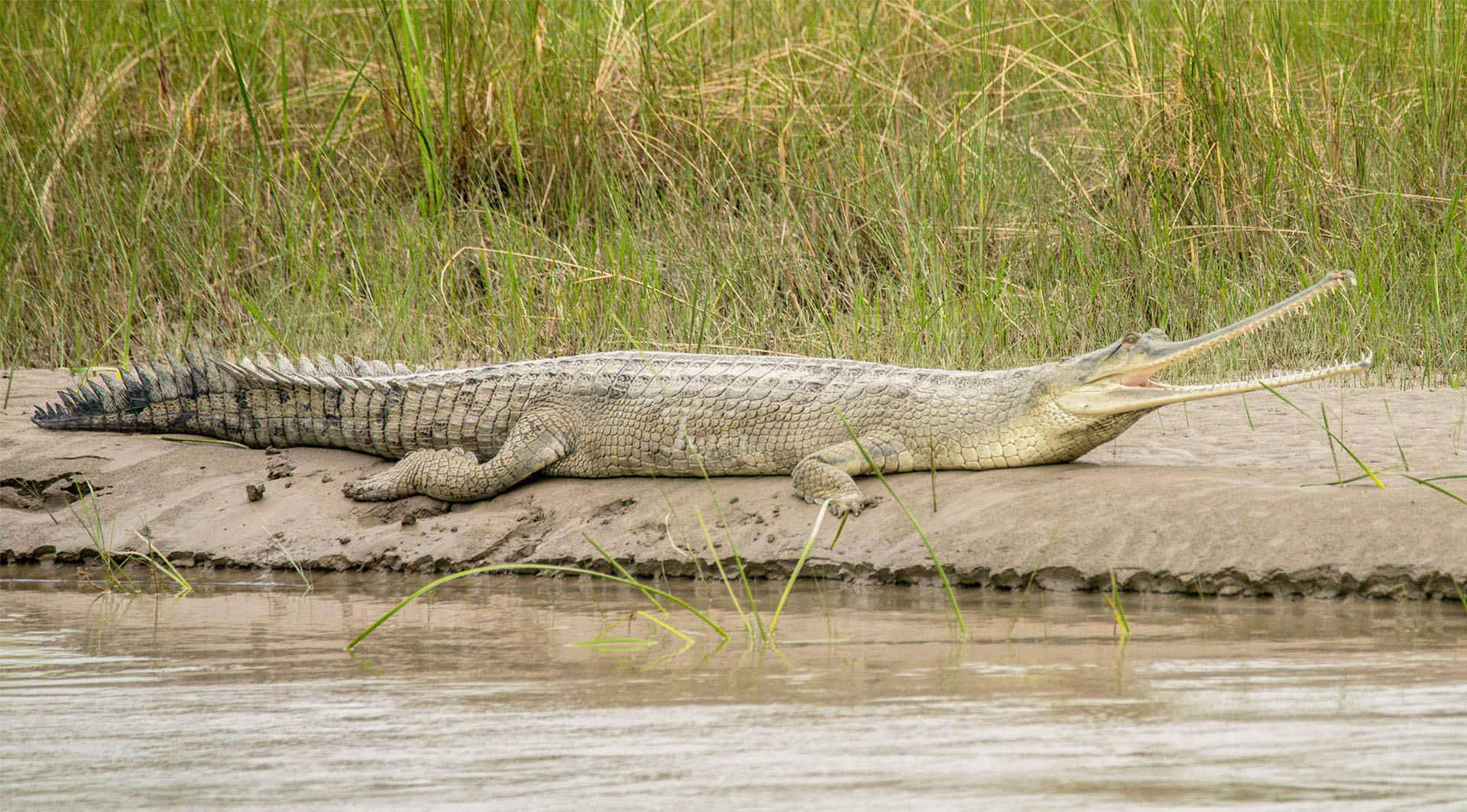 Gharial Crocodile in Bardia