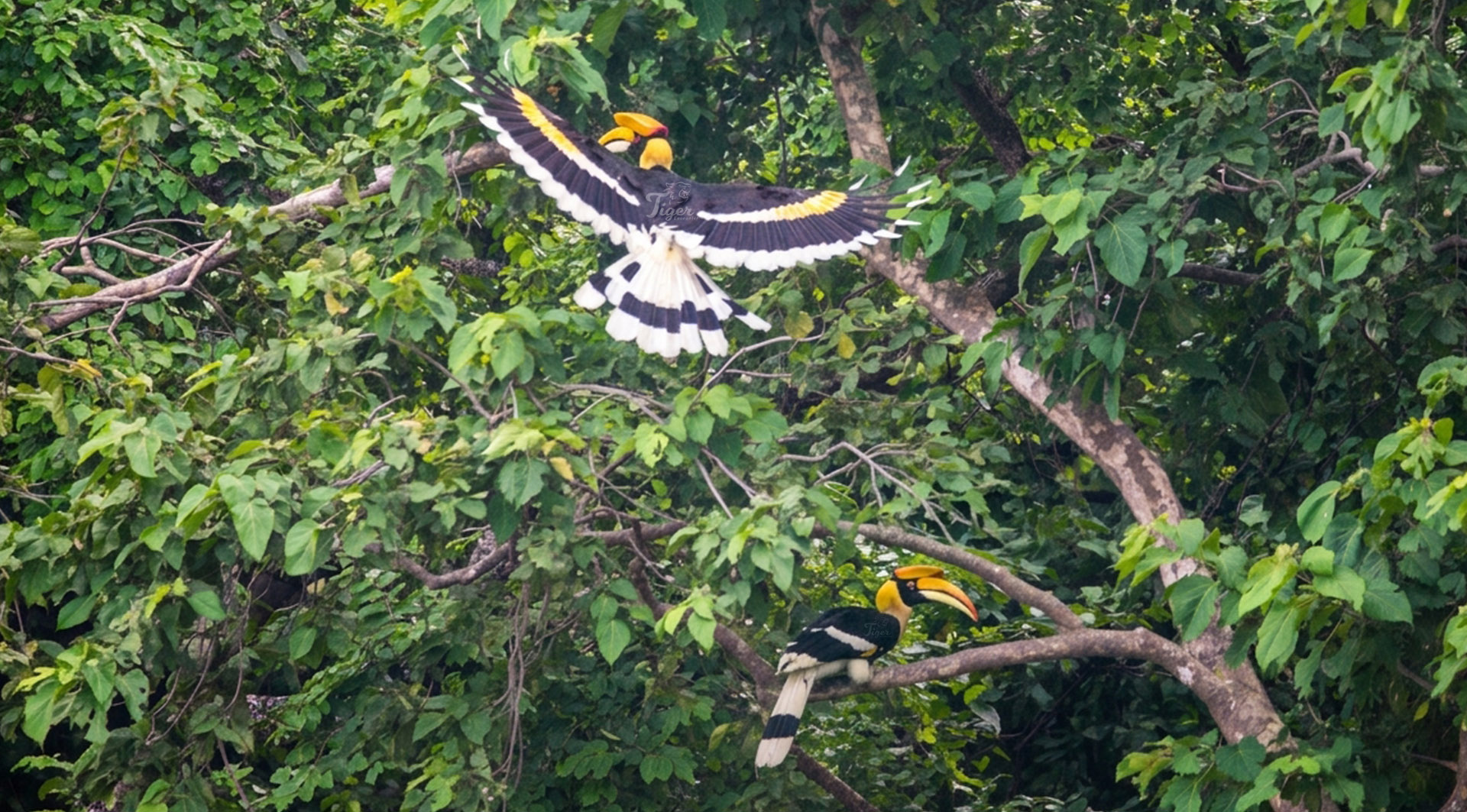 Great Hornbill in Bardia Nepal