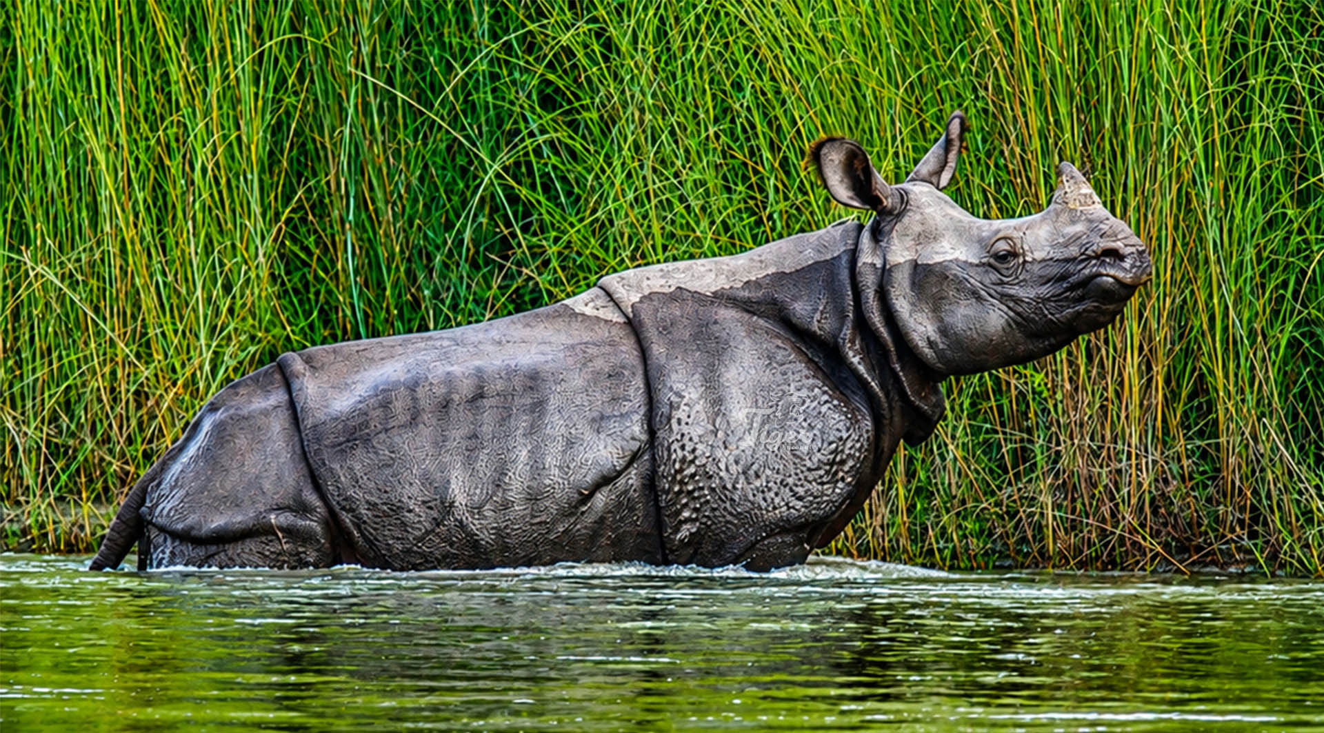 Greater One-horned Rhinoceros in Nepal