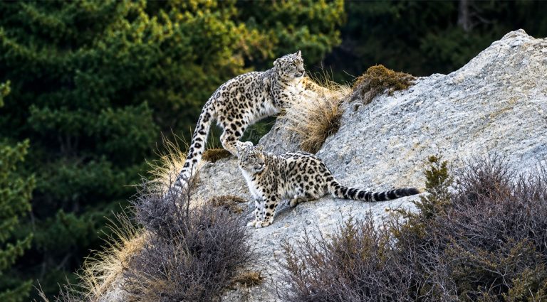 How to Track and Photograph Snow Leopards in Nepal