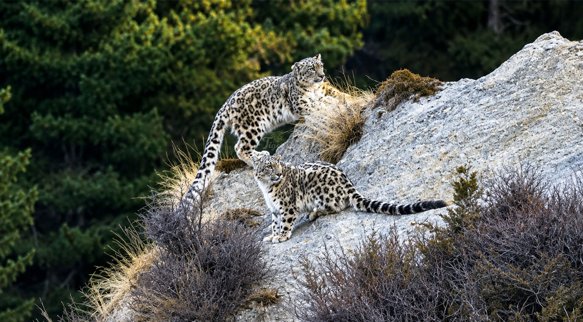 How to Track and Photograph Snow Leopards in Nepal