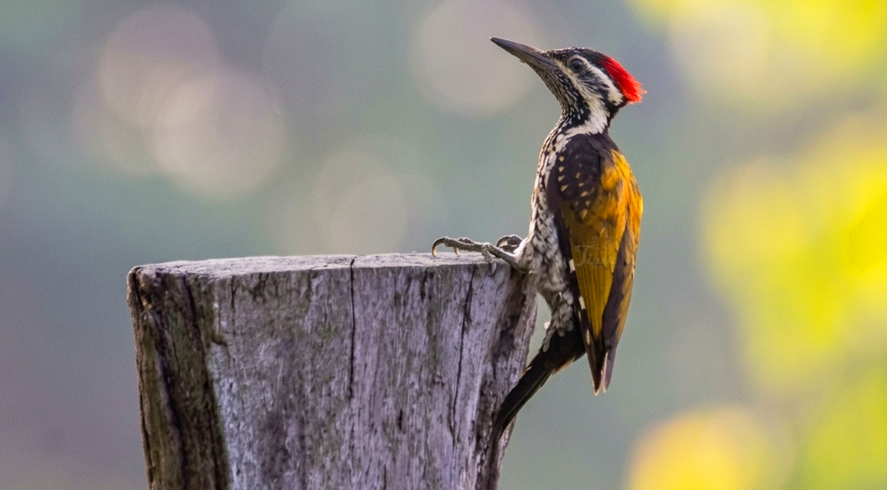 Lesser golden-backed woodpecker